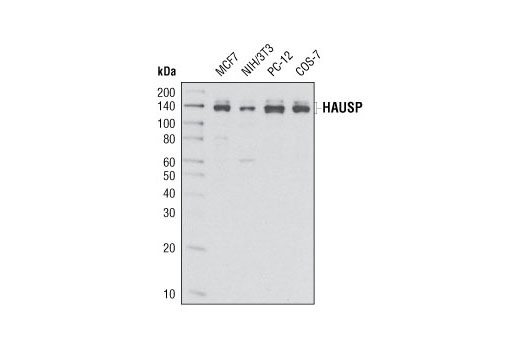 HAUSP (D17C6) XP Rabbit mAb