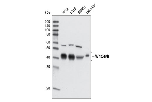 Wnt5a/b (C27E8) Rabbit mAb