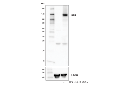 iNOS Antibody