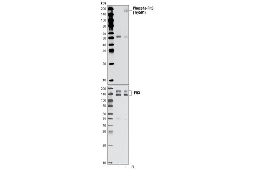 Phospho-FLT3 (Tyr591) Antibody
