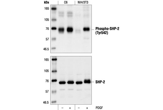 Phospho-SHP-2 (Tyr542) Antibody