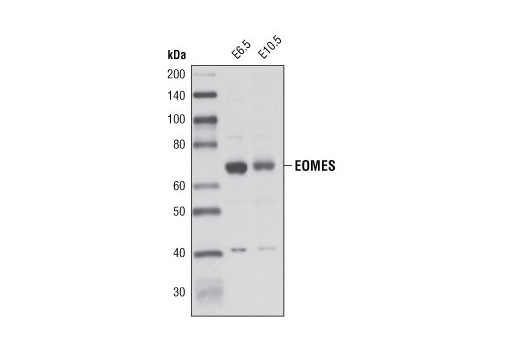EOMES Antibody