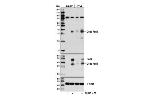 Delta FosB (D3S8R) Rabbit mAb