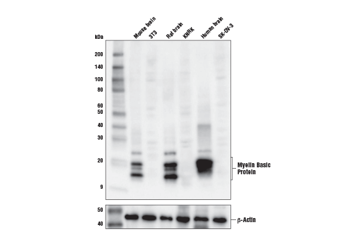 Myelin Basic Protein (E9P7U) Mouse mAb