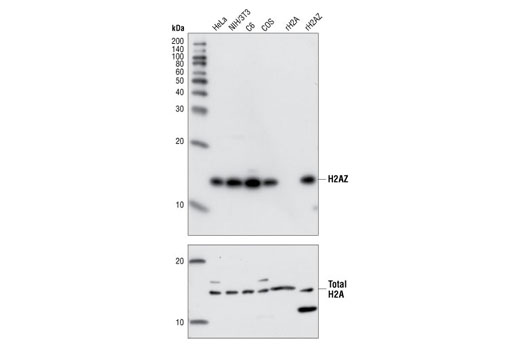 Histone H2A.Z Antibody