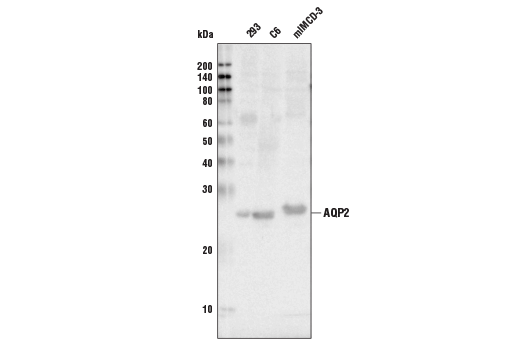 AQP2 Antibody