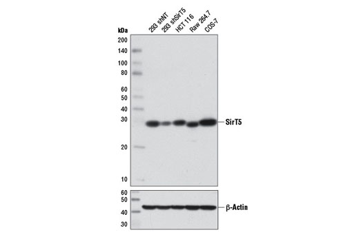 SirT5 (D5E11) Rabbit mAb