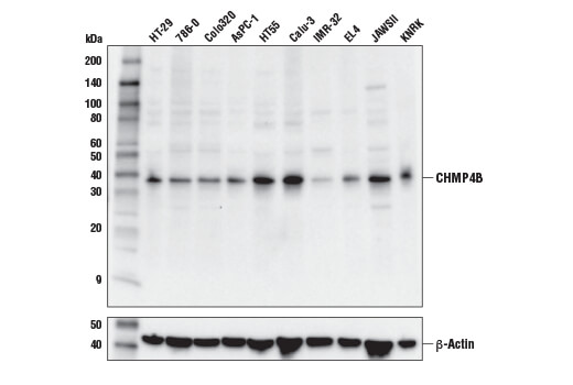 CHMP4B Antibody