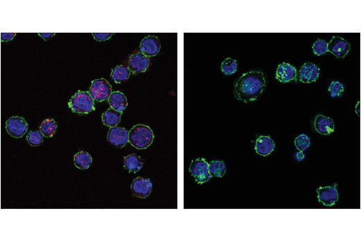 Phospho-STING (Ser366) (D8K6H) Rabbit mAb (Alexa Fluor 647 Conjugate)