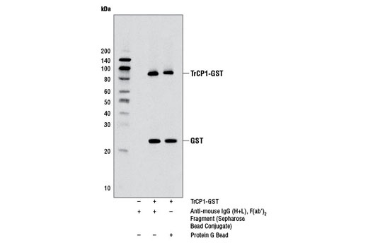 Anti-mouse IgG (H+L) F(ab')&lt;sub&gt;2&lt;/sub&gt; Fragment (Sepharose Bead Conjugate)