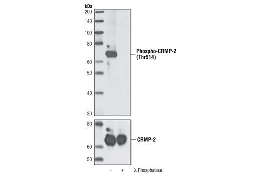 Phospho-CRMP-2 (Thr514) Antibody
