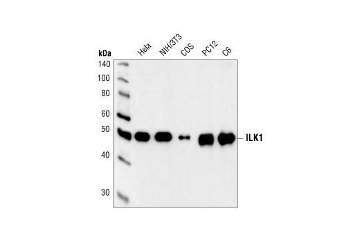 ILK1 Antibody