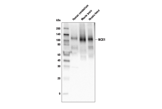 NCX1 (D3F3H) Rabbit mAb
