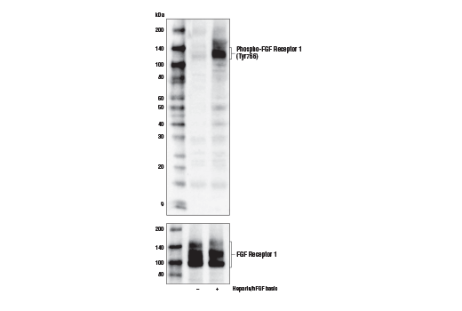 Phospho-FGF Receptor 1 (Tyr766) Antibody