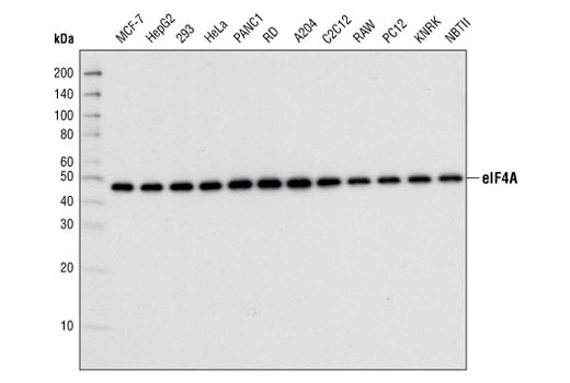 eIF4A (C32B4) Rabbit mAb