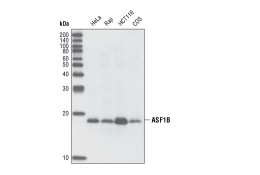 ASF1B Antibody