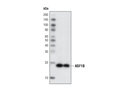ASF1B (C70E2) Rabbit mAb