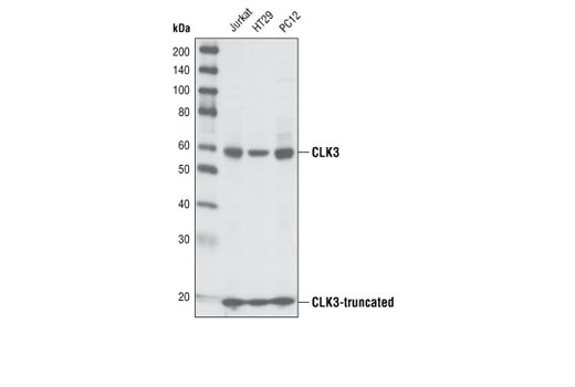 CLK3 Antibody