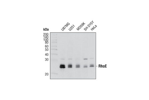 RhoE (4) Mouse mAb