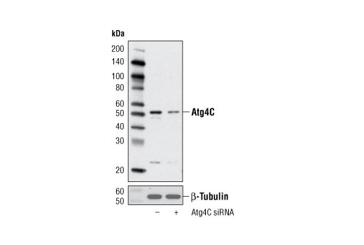 Atg4C Antibody