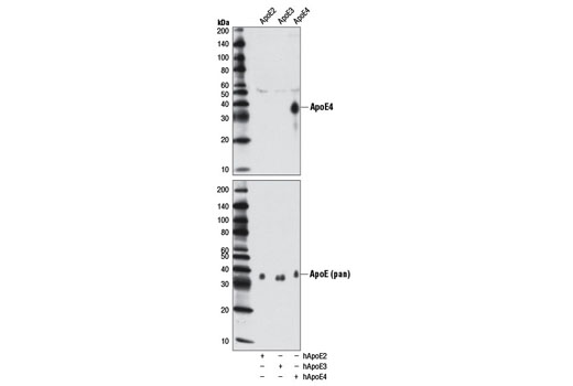 ApoE4 (4E4) Mouse mAb