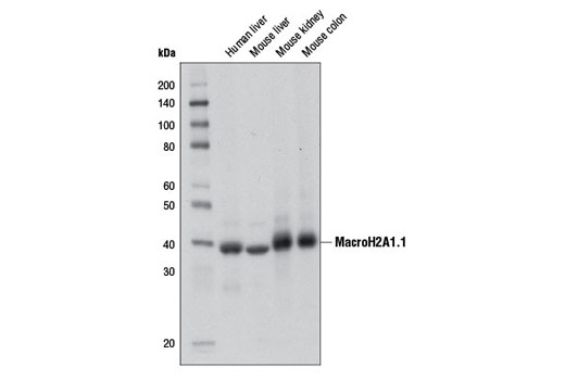 MacroH2A1.1 (D5F6N) Rabbit mAb