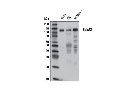 EphA2 (8B6) Mouse mAb