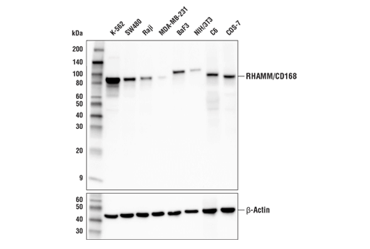 RHAMM/CD168 (E7S4Y) Rabbit mAb