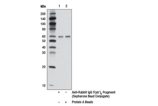 Anti-rabbit IgG F(ab')&lt;sub&gt;2&lt;/sub&gt; Fragment (Sepharose Bead Conjugate)