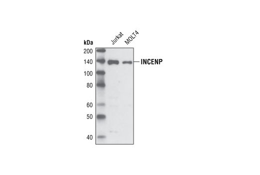 INCENP (P240) Antibody