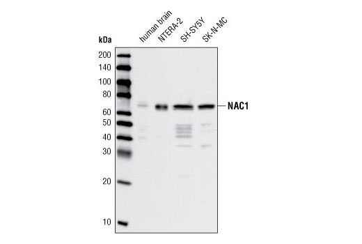 NAC1 Antibody (Human Preferred)