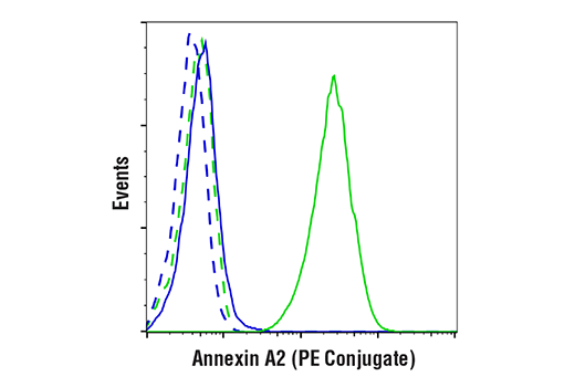 Annexin A2 (D11G2) Rabbit mAb (PE Conjugate)