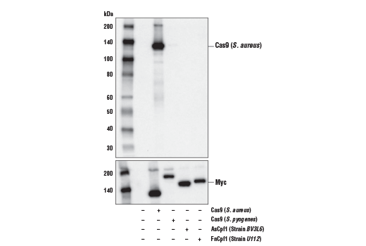 Cas9 (&lt;i&gt;S. aureus&lt;/i&gt;) (E4G3U) Rabbit mAb
