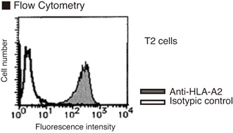 Anti-HLA-A2 (Human) mAb