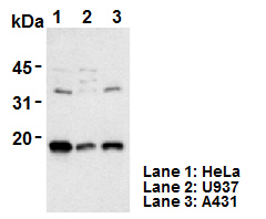 Anti-IL-18 (Human) pAb