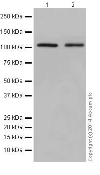 Anti-CHD1L抗体[EPR14515(2)]