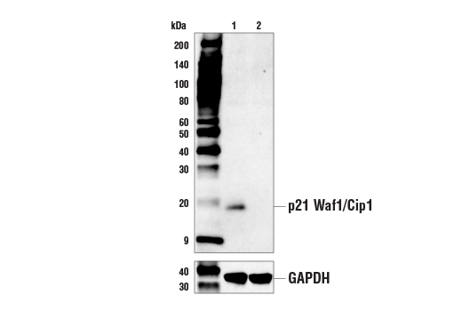 p21 Waf1/Cip1 (E2R7A) Rabbit mAb