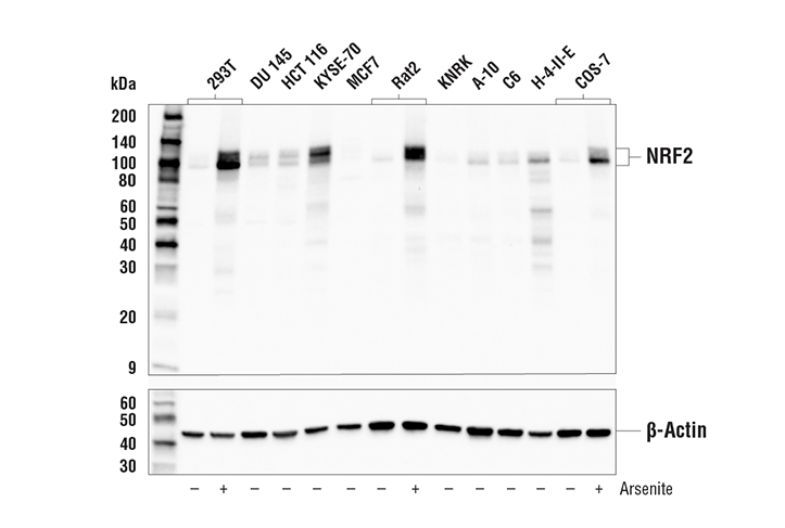 NRF2(E3J1V)Rabbit mAb