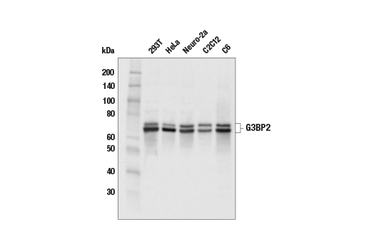 G3BP2 Antibody