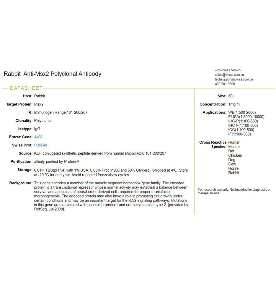 同源盒基因Msx2抗体