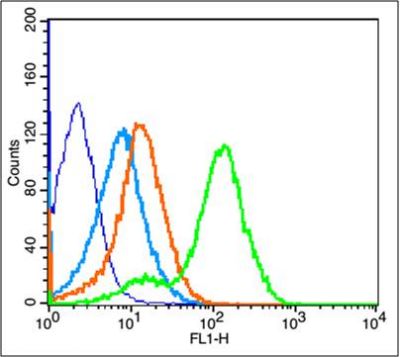 磷酸化胰岛素样生长因子1受体抗体
