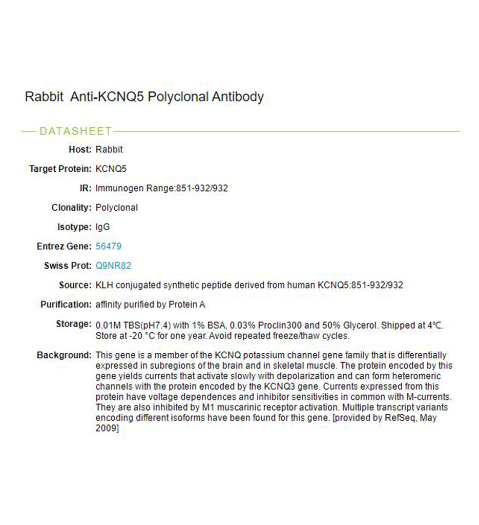电压门控钾通道亚基Kv7.5抗体