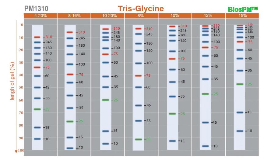 BiosPM&lt;sup&gt;TM&lt;/sup&gt;彩虹广谱蛋白Marker(10-310KD);