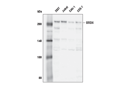 BRD4 (E4X7E) Mouse mAb