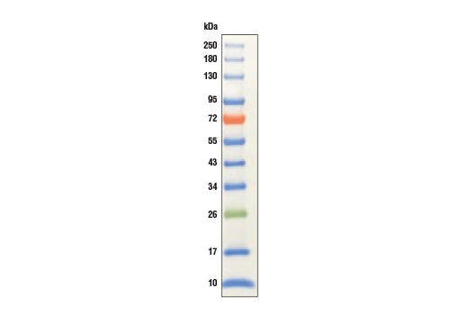 Color-coded Prestained Protein Marker Broad Range (10-250 kDa)