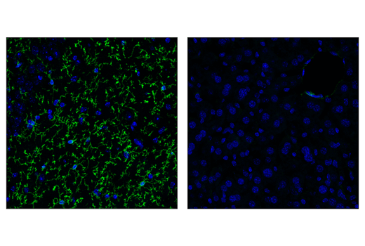 TMEM119 (E3E1O) Rabbit mAb