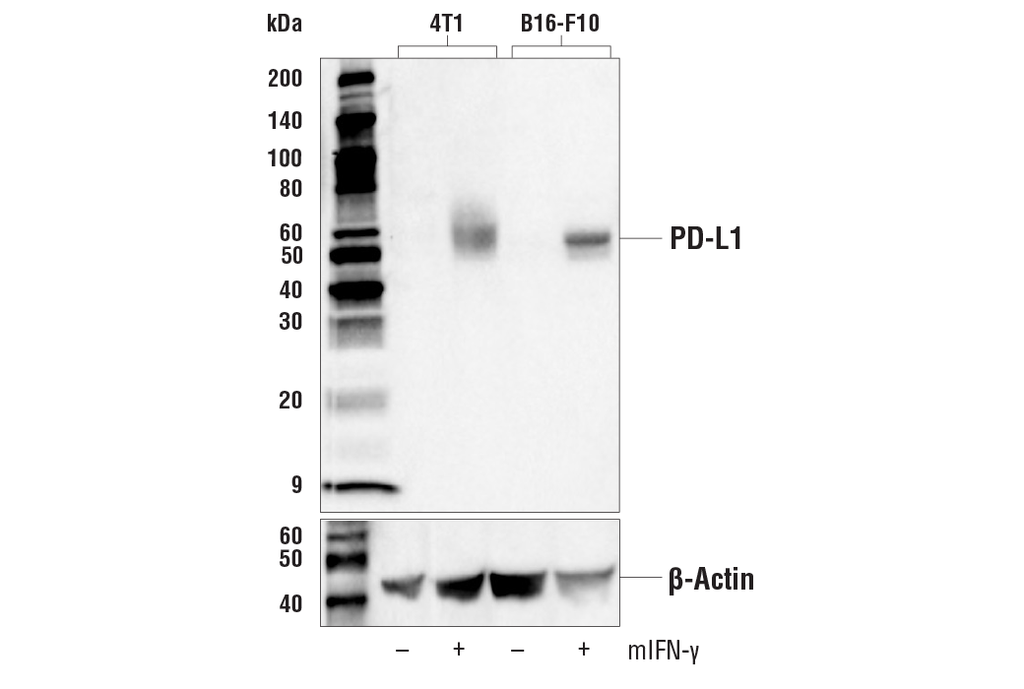 PD-L1 (D4H1Z) Rabbit mAb
