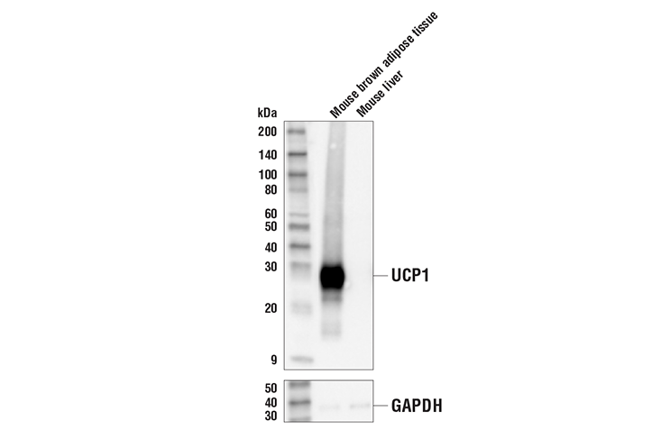 UCP1 (E9Z2V) XP Rabbit mAb