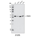 α-Tubulin (11H10) Rabbit mAb