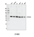 β-Tubulin Antibody
